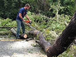 Glandorf, OH  Tree Services Company