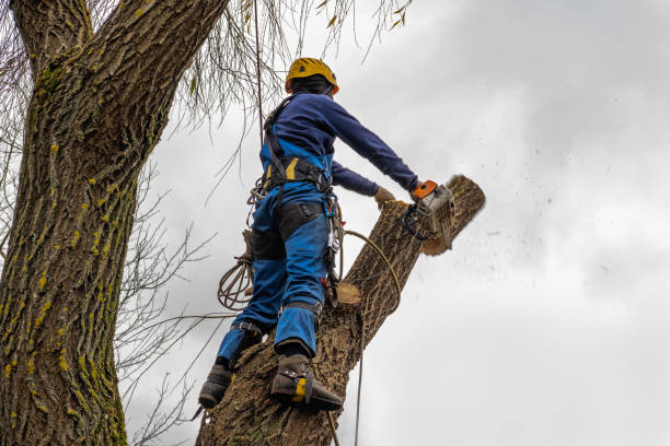 How Our Tree Care Process Works  in  Glandorf, OH